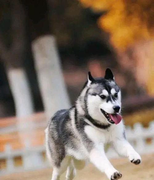 金毛犬为何不被用作警犬？它们有哪些局限性？
