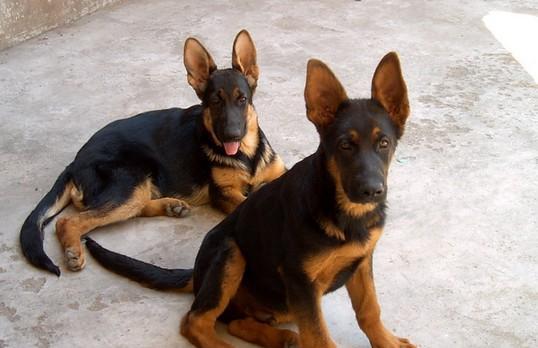 为什么警犬大多选择狼狗品种？狼狗在警犬中扮演什么角色？