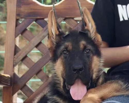 为什么警犬大多选择狼狗品种？狼狗在警犬中扮演什么角色？