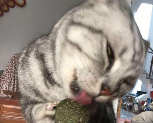 猫为什么喜欢舔塑料袋？这种行为背后的原因是什么？