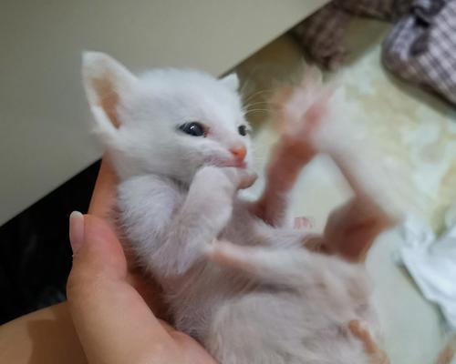 猫为什么喜欢舔塑料袋？这种行为背后的原因是什么？