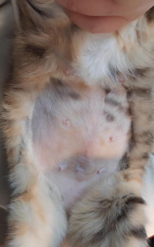 猫绝育后体重增加的原因是什么？如何预防和管理？