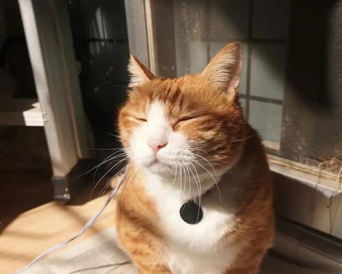 猫突然兴奋是什么原因？如何安抚过度活跃的猫咪？