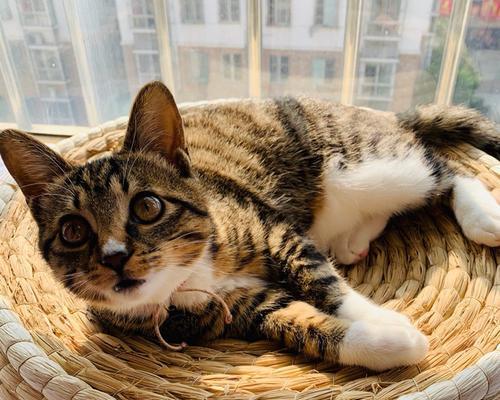 猫为什么喜欢磨爪子？磨爪行为背后的秘密是什么？