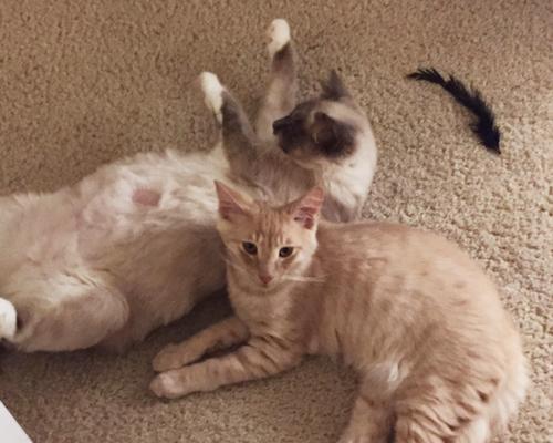 猫咪为什么叫不出声？常见原因及解决方法是什么？
