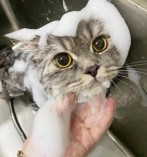为什么小猫不能洗澡？了解猫咪洗澡的常见误区和正确方法？
