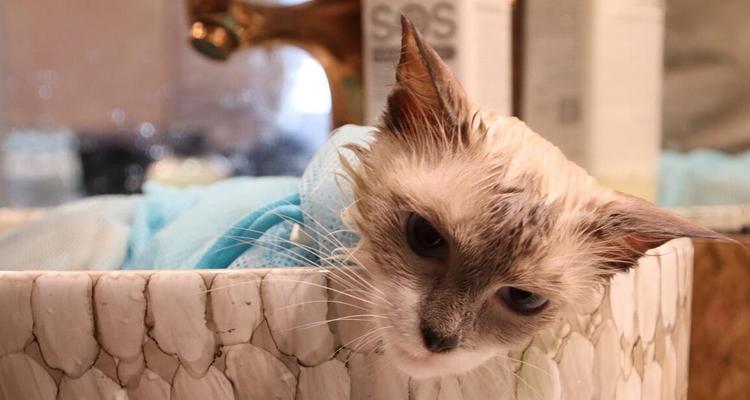 为什么小猫不能洗澡？了解猫咪洗澡的常见误区和正确方法？