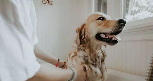 为什么小猫不能洗澡？了解猫咪洗澡的常见误区和正确方法？
