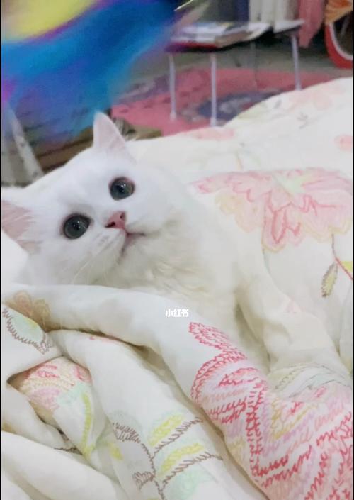 幼猫不排便的原因是什么？如何解决幼猫便秘问题？