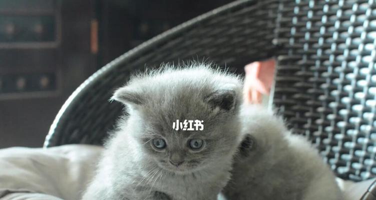 未满月的猫咪应该吃什么？如何正确喂养新生小猫？