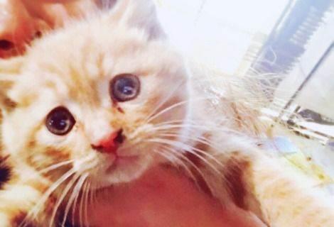 未满月的猫咪应该吃什么？如何正确喂养新生小猫？