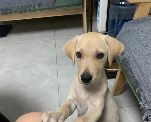 我家滴狗狗帮我干活？狗狗能做哪些家务活？
