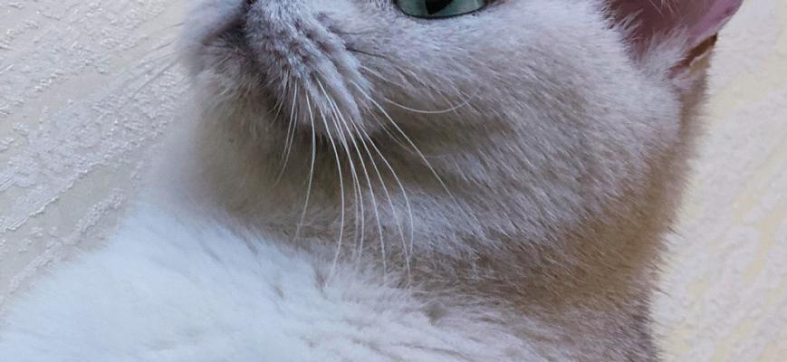 我家养小狗和小猫的常见问题有哪些？如何解决？