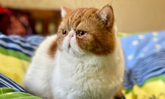 厦门畜牧站提供猫咪医疗服务吗？如何预约就诊？
