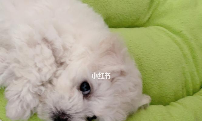 小比熊的狗粮怎么做？自制狗粮的正确方法和注意事项是什么？