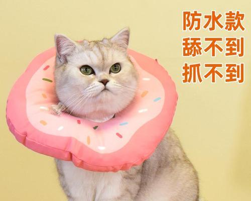小狗打架被咬后应该怎么办？如何处理伤口？