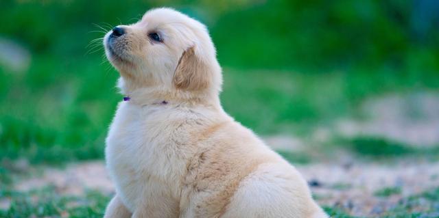 小狗得了犬瘟吃什么好？如何为患病小狗选择合适食物？