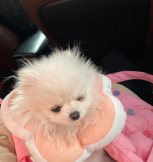 小狗的眼睛容易瞎吗？如何预防和治疗宠物眼疾？
