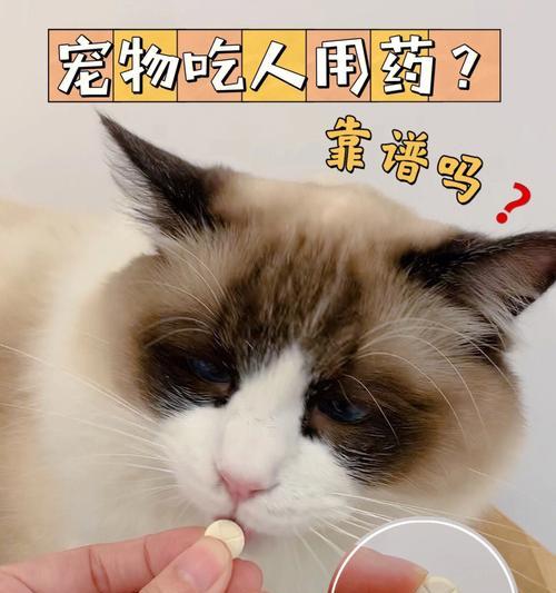 小狗翻肠子用什么药？如何正确选择治疗方案？