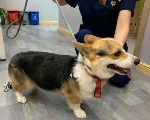 小狗狗喝水呛是怎么回事？如何预防和处理？