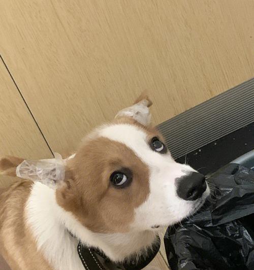 小狗可以吃生芒果吗？生芒果对狗狗有哪些影响？
