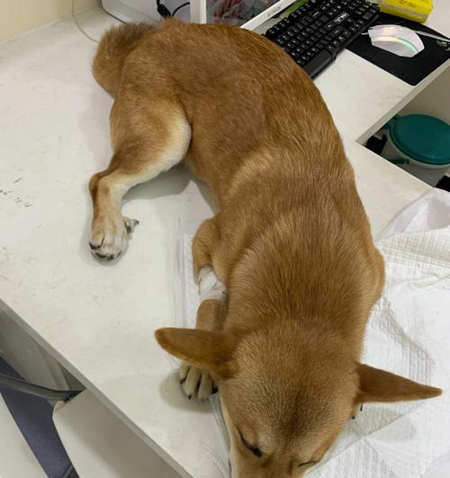 小狗拉稀了不喂了嘛？如何正确处理宠物腹泻问题？