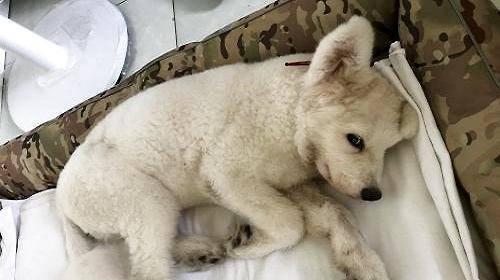 小狗拉稀怎么回事啊？如何快速识别原因并处理？