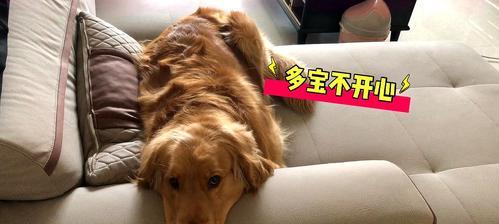 小狗总是甩头和身体是怎么回事？可能的原因有哪些？