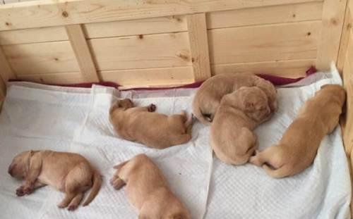 小孩子适合养什么狗？选择适合儿童的犬种有哪些注意事项？