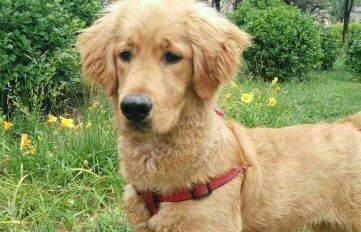 小金毛得了狂犬病该怎么办？如何预防和处理？