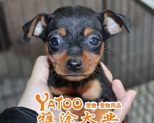 小鹿犬拉稀了怎么办？如何快速止泻并预防复发？