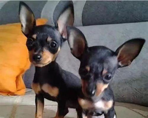 小鹿犬拉稀了怎么办？如何快速止泻并预防复发？