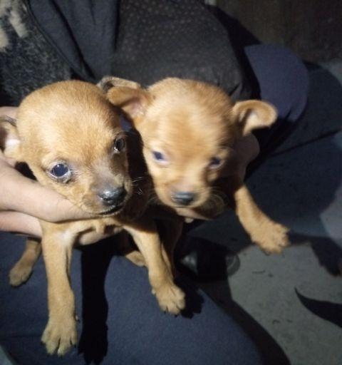 小鹿犬换毛季节是什么时候？换毛期需要注意什么？