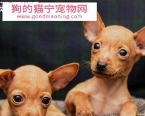 小鹿犬换毛季节是什么时候？换毛期需要注意什么？