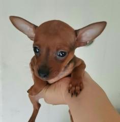 小鹿犬换毛季节是什么时候？换毛期需要注意什么？