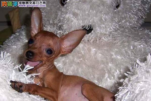 小鹿犬怎么分辨年龄？有哪些简单的方法？