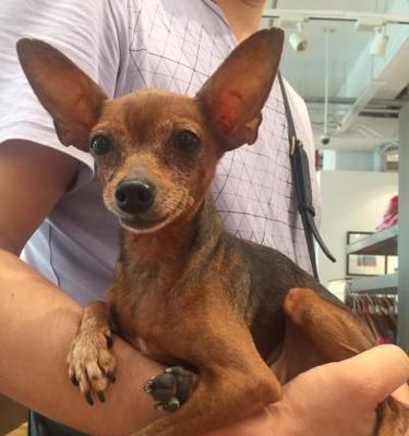 小鹿犬怎么分辨年龄？有哪些简单的方法？
