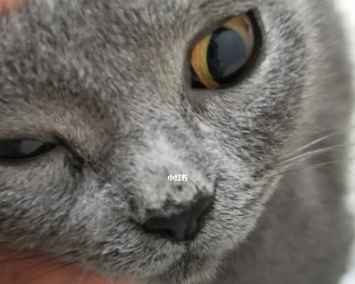 小猫鼻子发白应该喂什么食物？常见原因及解决方法是什么？