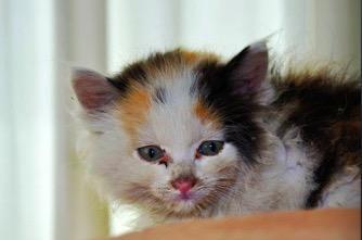 小猫鼻子发白应该喂什么食物？常见原因及解决方法是什么？