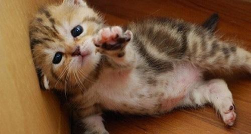 小猫不吃饭怎么治疗？常见原因及解决方法是什么？
