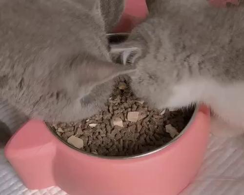 小猫不吃猫粮咋回事？如何解决宠物挑食问题？