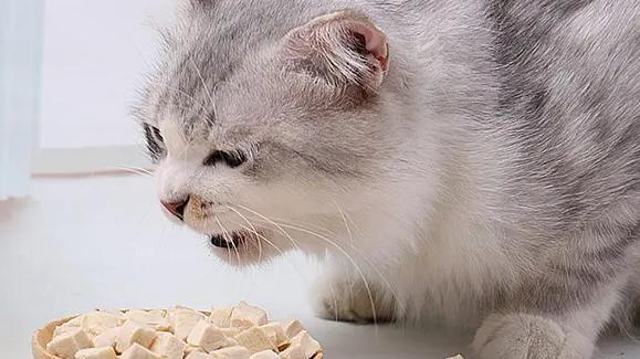 小猫不吃猫粮咋回事？如何解决宠物挑食问题？