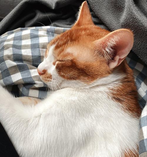 小猫不出门会怎么样？对健康和行为有何影响？