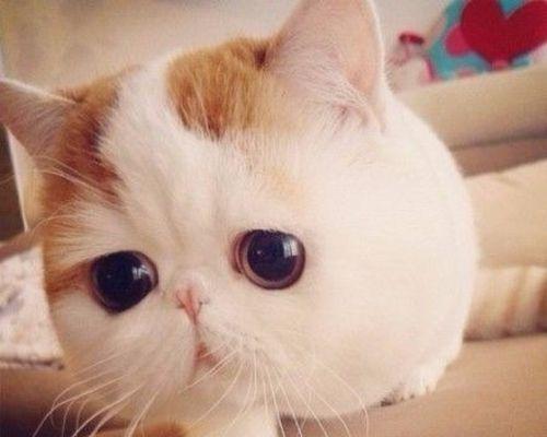 小猫不能吃什么食物？了解宠物饮食禁忌的必要性？