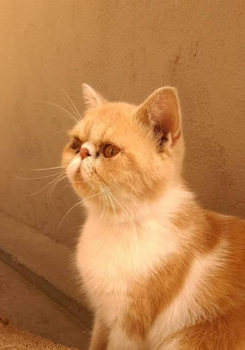 小猫长到多大不调皮？如何判断猫咪的成熟行为？