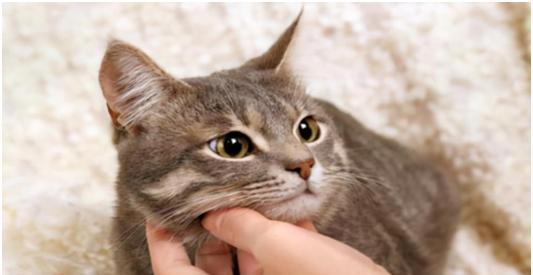 小猫长到多大不调皮？如何判断猫咪的成熟行为？