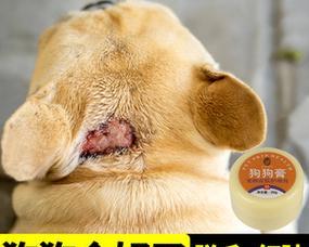 小猫长癣了用什么药？如何正确选择治疗猫咪皮肤病的药物？
