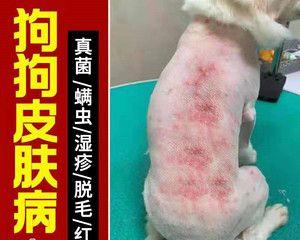 小猫长癣了用什么药？如何正确选择治疗猫咪皮肤病的药物？