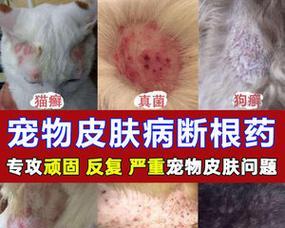 小猫长癣了用什么药？如何正确选择治疗猫咪皮肤病的药物？