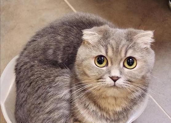 小猫喘粗气是什么原因？如何判断和处理？